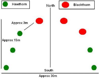 blackthorn